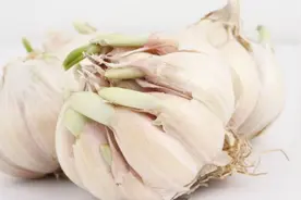 发芽的大蒜还能吃吗？营养师告诉你大蒜到底应该怎么吃，快来看看