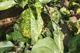 苹果花叶咋回事图片