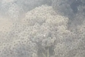 青蛙孵化流程图片