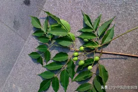 每天学习一味中药——苦楝皮图片