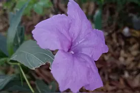 两个养子的做法到底谁的对呢？图片