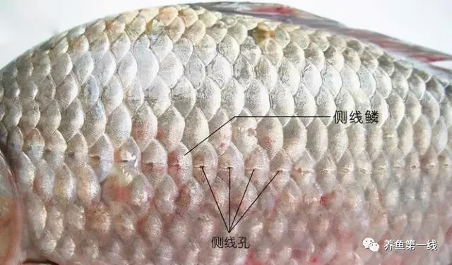 鱼鳞由什么组成