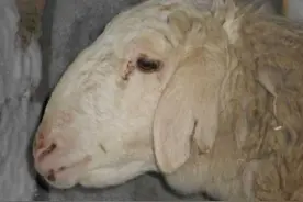 羊食欲不振的治疗方法，羊消瘦不爱吃怎么治？做好这三点图片