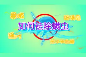 只需一个小办法，让你家的床上再也没有螨虫，赶紧回家除螨吧视频封面
