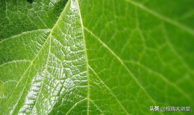 诺基尔：不起眼的氨基酸，原来你这样的了不起