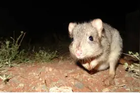 毒杀百万野猫后，鼠患爆发！澳大利亚政府的错误决策，自然的报复图片