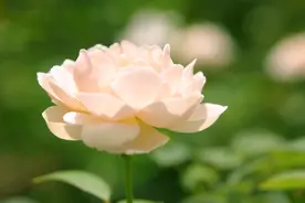 在感情中，双鱼座有着哪些藏不住的弱点呢？图片