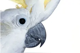 鹦鹉：翻垃圾桶？一学就会图片