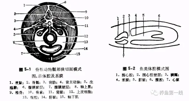 鱼鳞由什么组成