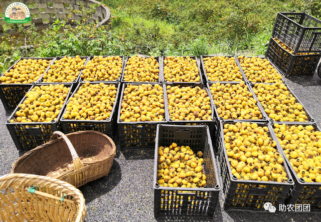 助农团团丨刺梨产业巡礼②：金秋十里沟，硕果满枝头