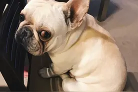 法国斗牛犬，虽然颜值不高，但很适合白领饲养图片