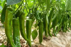 辣椒高产有技巧，掌握整枝打叶技术，一亩地净利润可达3万元图片