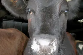 口蹄疫的防控方案图片