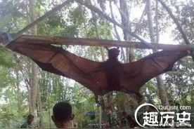 盘点全球近100年来捕获的30个巨型怪兽「组图」图片