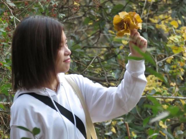 秋风吻尽银杏叶，艳遇醉美帽子峰