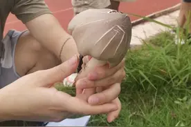 云南又有学校长出菌！有人吃菌后失忆原地转圈圈，有图有真相图片