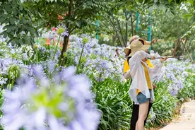 六月，到成都漫花庄园感受蓝色“爱情海”图片