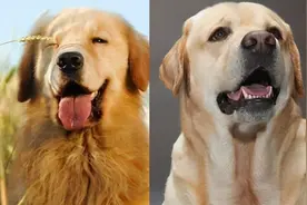 养金毛犬比拉布拉多好？5方面大PK，看完你会选谁？图片
