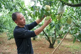 【南明“助农团团”融媒扶贫带货】桃中极品——中华寿桃成熟了，趁着小长假快来永乐采摘吧！图片