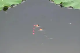 特色传统钓进阶钓法：“溪流钓”图片