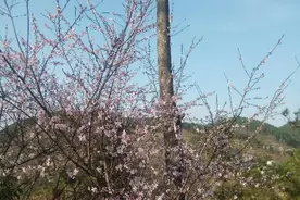 “按时还”和“提前还”蚂蚁花呗，有什么区别？图片