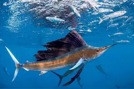 【超级大鱼】游速最快、刺穿潜艇的顶级海洋猎手——旗鱼图片