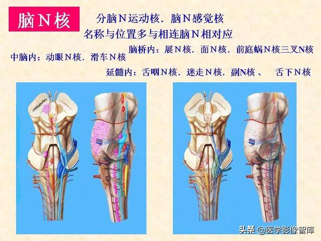 脑干、小脑及间脑解剖