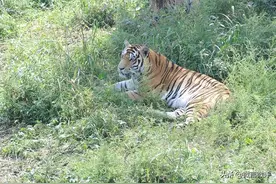 虎狼出没，小心应对图片