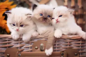 新手铲屎官买猫需要注意些什么？三个步骤，带你轻松避坑图片