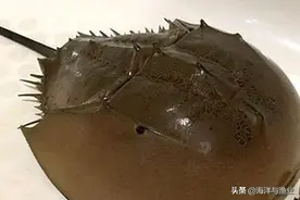中国水产科学研究院南海水产研究所副研究员颉晓勇：鲎成濒危物种 保护迫在眉睫图片