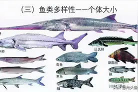 三峡大坝蓄水20年，最大的鱼有多大？有没有千斤大鱼？图片