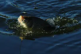 黑坑鲫鱼偷驴总是战绩不佳，别急，这篇文章让你秒变高手图片