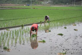 农民不出去打工在家能干什么，我用亲身经历告诉你，在家也能赚钱图片