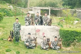 华山脚下“神犬”奇兵：军犬住独院、有军籍、伙食有标准图片