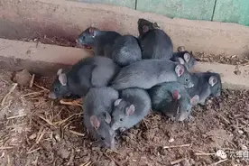 ​爱沙尼亚发现13只老鼠捆一起，组成鼠王现象，最后鼠王将制标本图片