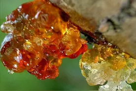 如东农民种桃子赔7万，桃树流胶1天采3次，意外发现能卖高价图片