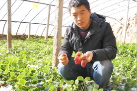 农业专家种的草莓也会畸形？原来还有这个原因视频封面