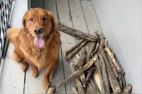 网友家金毛酷爱捡木棍，每天把阳台堆满柴火，这才是真正的柴犬？图片