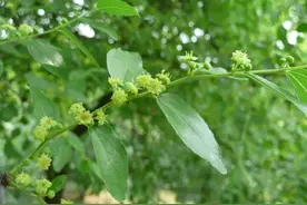 枣树花期！落花落果该怎么办？原因及防止措施图片