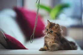 铲屎官三招搞定嫌弃猫的父亲，真香定律，有几个父母能够逃得过？图片