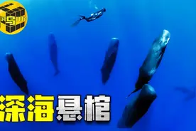 它隐藏着人类起源的秘密！5000万年前逆向进化的海洋霸主鲸图片