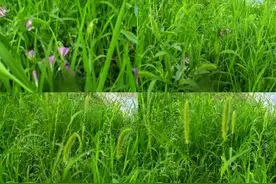 野草也能卖钱了？你知道吗？这五种野草不晓得你见过没图片