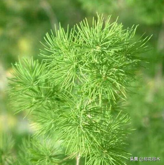 武竹又叫狐尾天门冬，观花观叶观果，和文竹观赏价值不相上下