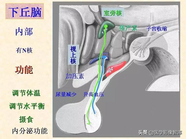 脑干、小脑及间脑解剖