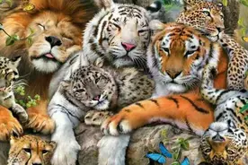 雄性猫科为何要长倒刺，交配时会刮伤雌性吗？人类为何没有倒刺图片