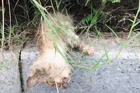 可怜小猫流浪街头，路边病倒无依无靠，女子第一次捡猫就成铲屎官图片