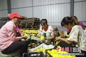 湖北宜城金山村：黄桃成“金果”带富一村人图片