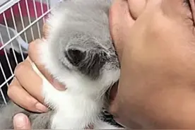 萌宠来了！主人抓起小奶猫，直接塞进嘴里，母猫以为要被吃了图片