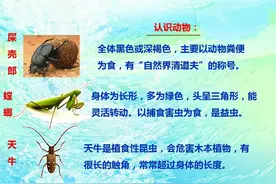 二年级语文下册十一课《我是一只小虫子》课文笔记，预习的好帮手图片