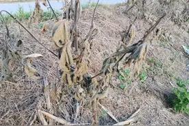 秋后恶性杂草怎么除，用草铵膦这个配方，除草干净持效期长图片